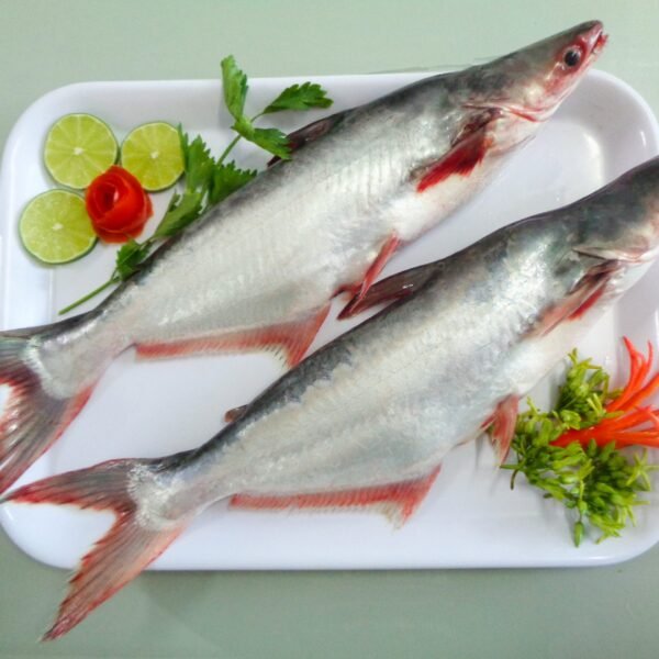 Pangasius whole round Pangasijus